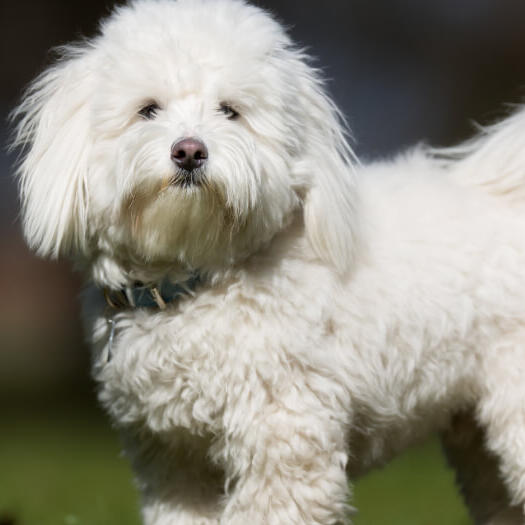 Best dog food for coton de tulear best sale